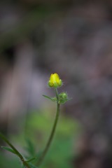 Ranunculus colonorum