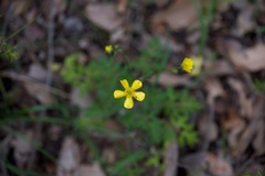 Ranunculus colonorum