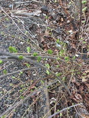 Magnoliopsida
