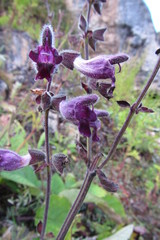 Salvia castanea