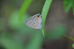 Catochrysops panormus exiguus
