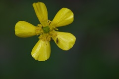 Ranunculus colonorum