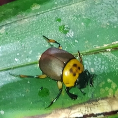 Canthon triangularis