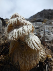 Eriophyton wallichii