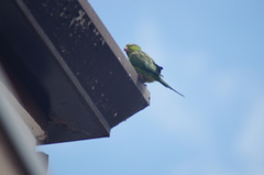 Brotogeris tirica