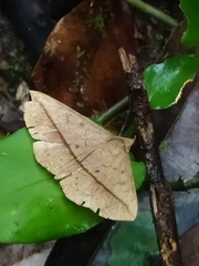 Epitausa rubripuncta