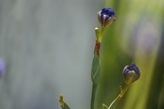 Trimezia coerulea
