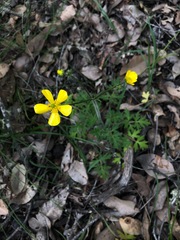 Ranunculus colonorum
