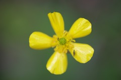 Ranunculus colonorum