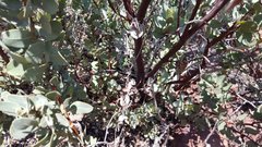 Arctostaphylos pringlei drupacea