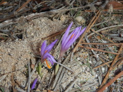 Crocus serotinus