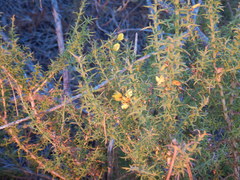 Ulex argenteus subsericeus