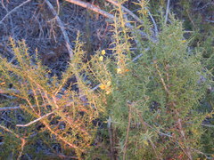 Ulex argenteus subsericeus