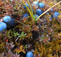 Gaultheria trichophylla