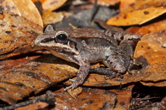 Leptodactylus longirostris