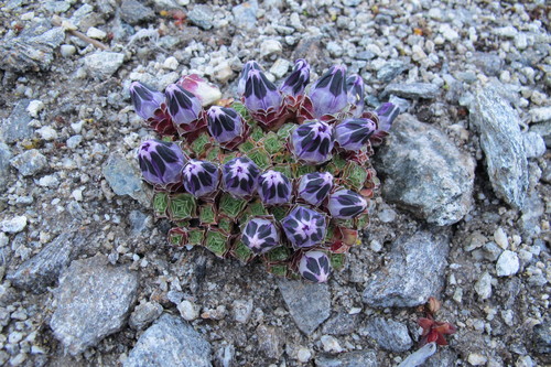 Gentiana urnula