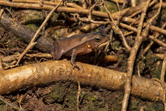Rhinella proboscidea
