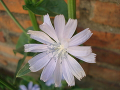 Cichorium endivia