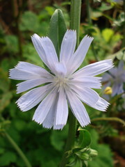 Cichorium endivia