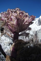 Hymenidium amabile