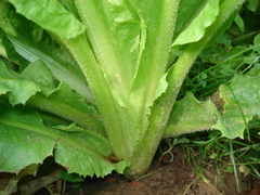 Cichorium endivia