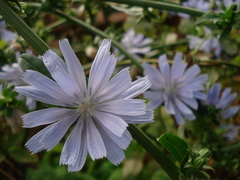 Cichorium endivia