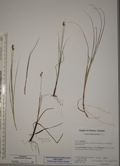 Carex heleonastes