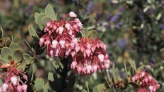 Arctostaphylos pringlei drupacea