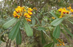 Gastrolobium bilobum