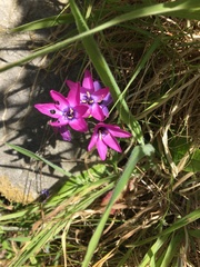 Ixia polystachya