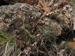 Paragymnopteris marantae