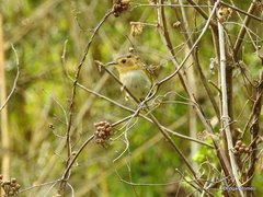 Poecilotriccus plumbeiceps