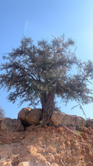 Magnoliopsida