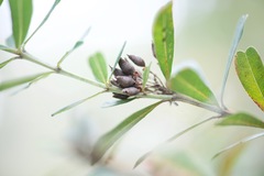 Gastrolobium bilobum