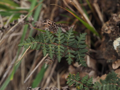 Paragymnopteris marantae