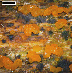 Dacrymyces lacrymalis