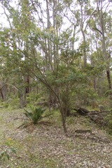 Gastrolobium bilobum