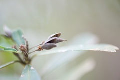 Gastrolobium bilobum