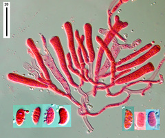 Dacrymyces lacrymalis