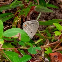 Euchrysops malathana