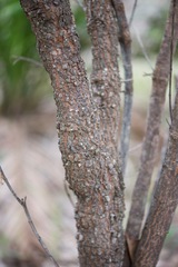 Gastrolobium bilobum