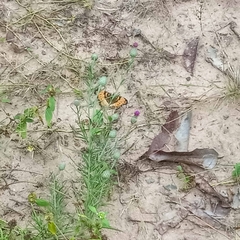 Precis octavia octavia