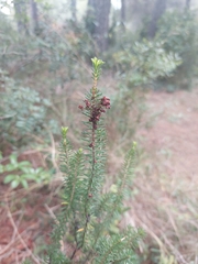 Erica multiflora