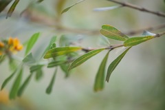 Gastrolobium bilobum