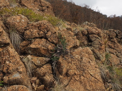 Paragymnopteris marantae