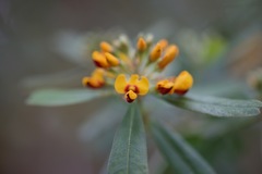 Gastrolobium bilobum