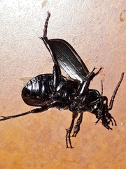 Calosoma alternans