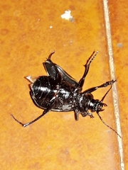 Calosoma alternans