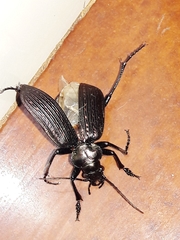 Calosoma alternans