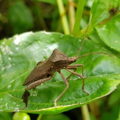 Acanthocephala alata